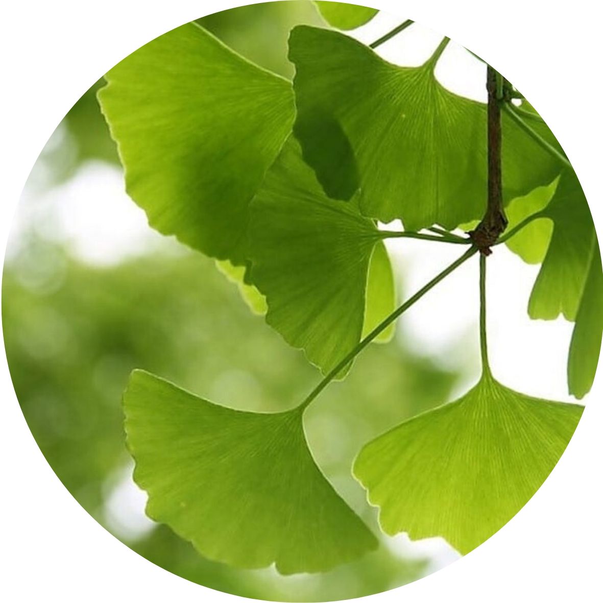 ginkgo biloba, jinan dvoulaločný pro podporu erekce